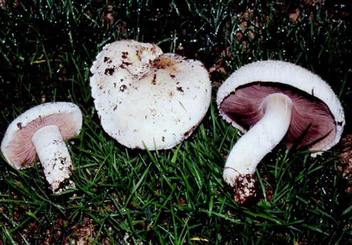 Agaricus moellerianus?
